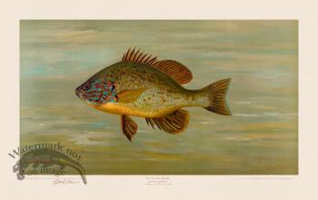 Common Sunfish